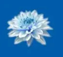 blue flower