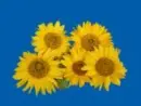 yellow flower