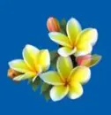 yellow plumeria