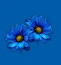 blue flowers