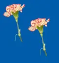 carnations