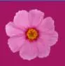 pink flower