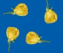 yellow flower