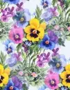 pansies