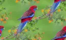 parrot