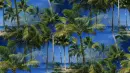 palms