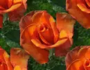 orange rosa