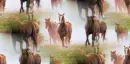 horses