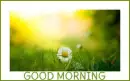 GOOD MORNING ðŸƒðŸŒ¼