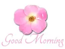GOOD MORNING ðŸƒðŸŒ¸