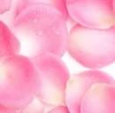 Pink Rose Petal Background