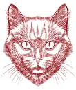 cat