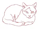 cat