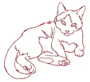 cat