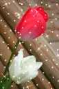 tulip