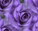 purple rosas