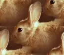  brown rabbit