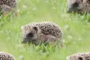 hedgehog
