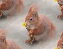 red squirrel
