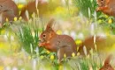 red squirrel