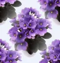 purple flower