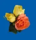rosas