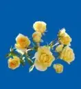 yellow rosas