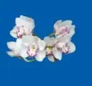 orchids