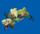 orchids