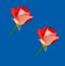 red rosas
