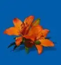 lily