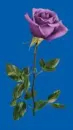 purple rosa