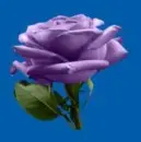 purple rosa