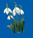 snowdrop