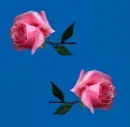 pink rosa