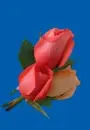 red rosa