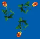 rosas