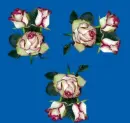 rosas