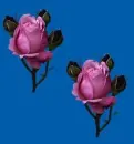 purple rosa