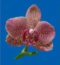 orchid