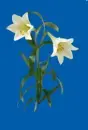 lilies