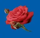 red rosa
