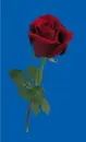 red rosa