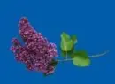 syringa