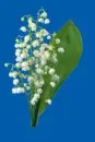 lily of the valley