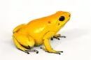 yellow frog
