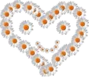 Daisy Smile Heart