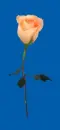 pink rosas