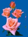 pink rosas