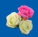 3 rosa